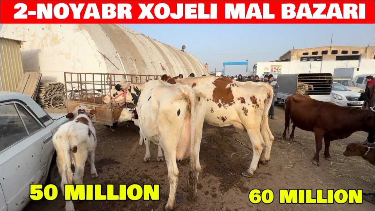 2-НОЯБРЯ 2025-ЖЫЛ/ХОЖЕЛИ МАЛ БАЗАРЫ СКОТНЫЙ РЫНОК BIGG COWS IN THE WORLD