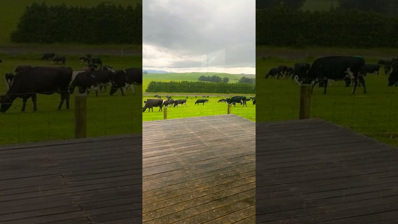 Newzealand Dairy farming
