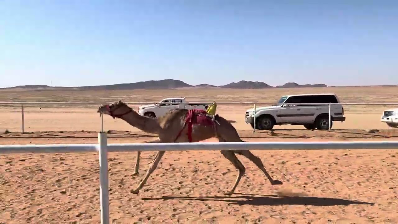 الشوط الرئيسي حقايق قعدان (3 كم) سياف ل جزاع عماش العنزي 