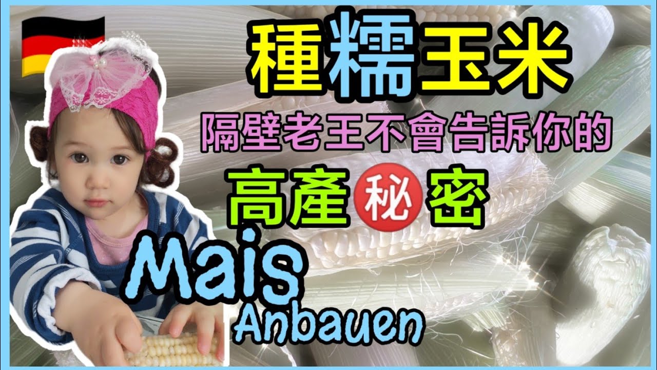 🇩🇪這樣種玉米保證不缺牙，💯成功的小技巧，甜糯玉米的催芽育苗，移植，套種，緩苗蹲苗，剪側芽，施肥澆水，人工授粉，德國五六月趕快種來得及，3個月採收，田園生活樂趣多❤️陽台頂樓都可以種