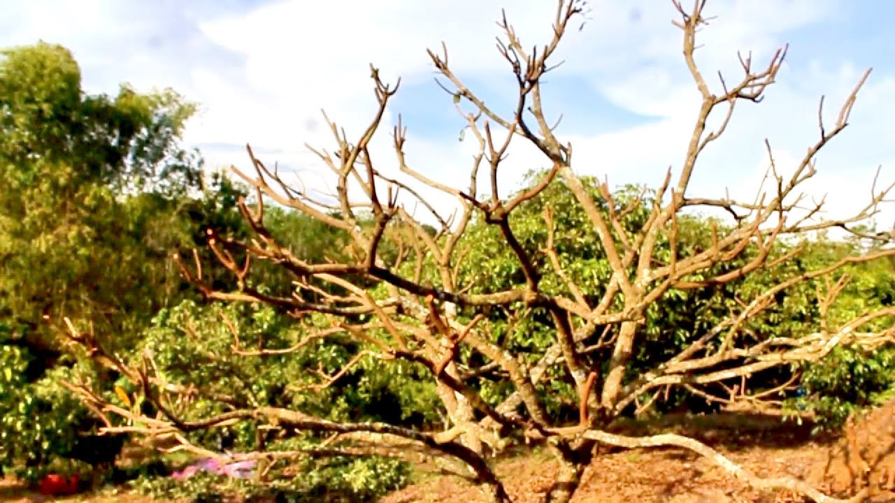 Pruning setelah panen, kelengkeng cepat di buahkan lagi #adyrajalengkeng #lengkeng  #pruning