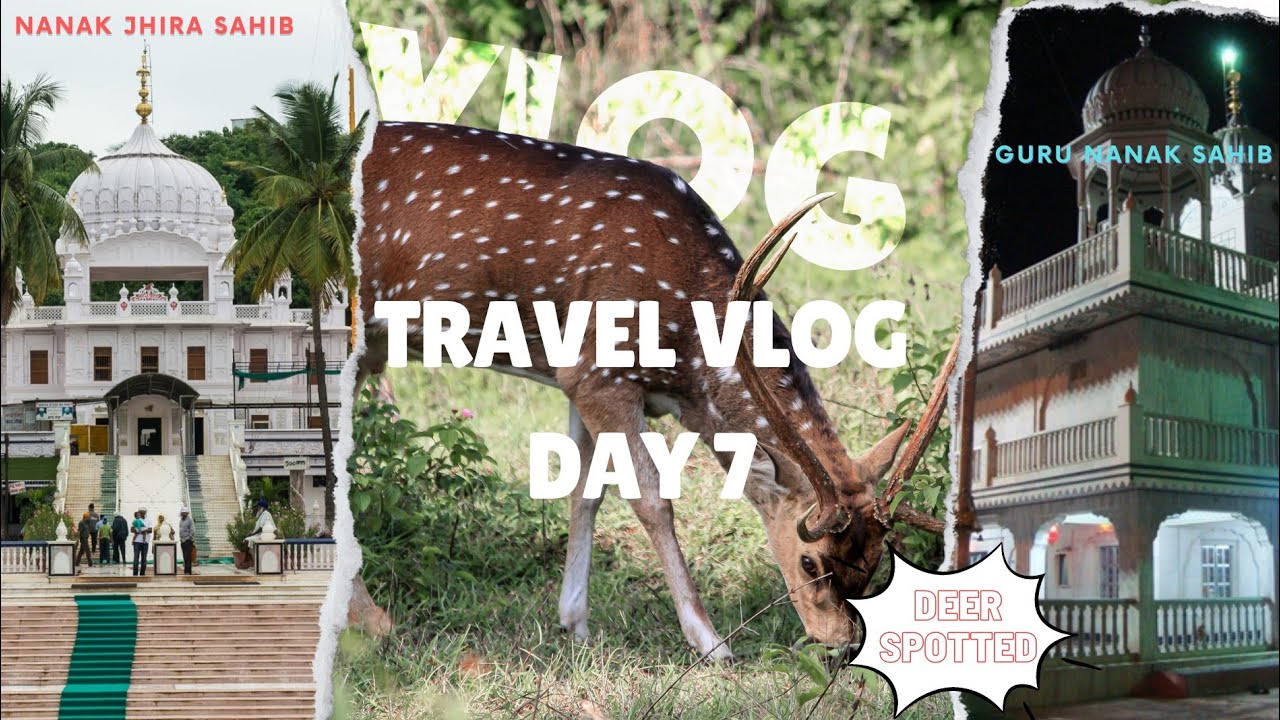 Spotted Deer Crossing the Road 🦌| Day 7| #yatra #byroad #hazur_sahib #deer #spotteddeer