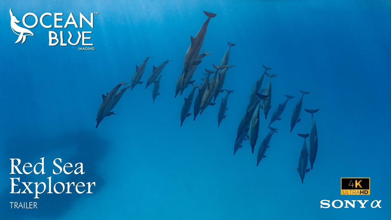 Red Sea Explorer Trailer - 4K