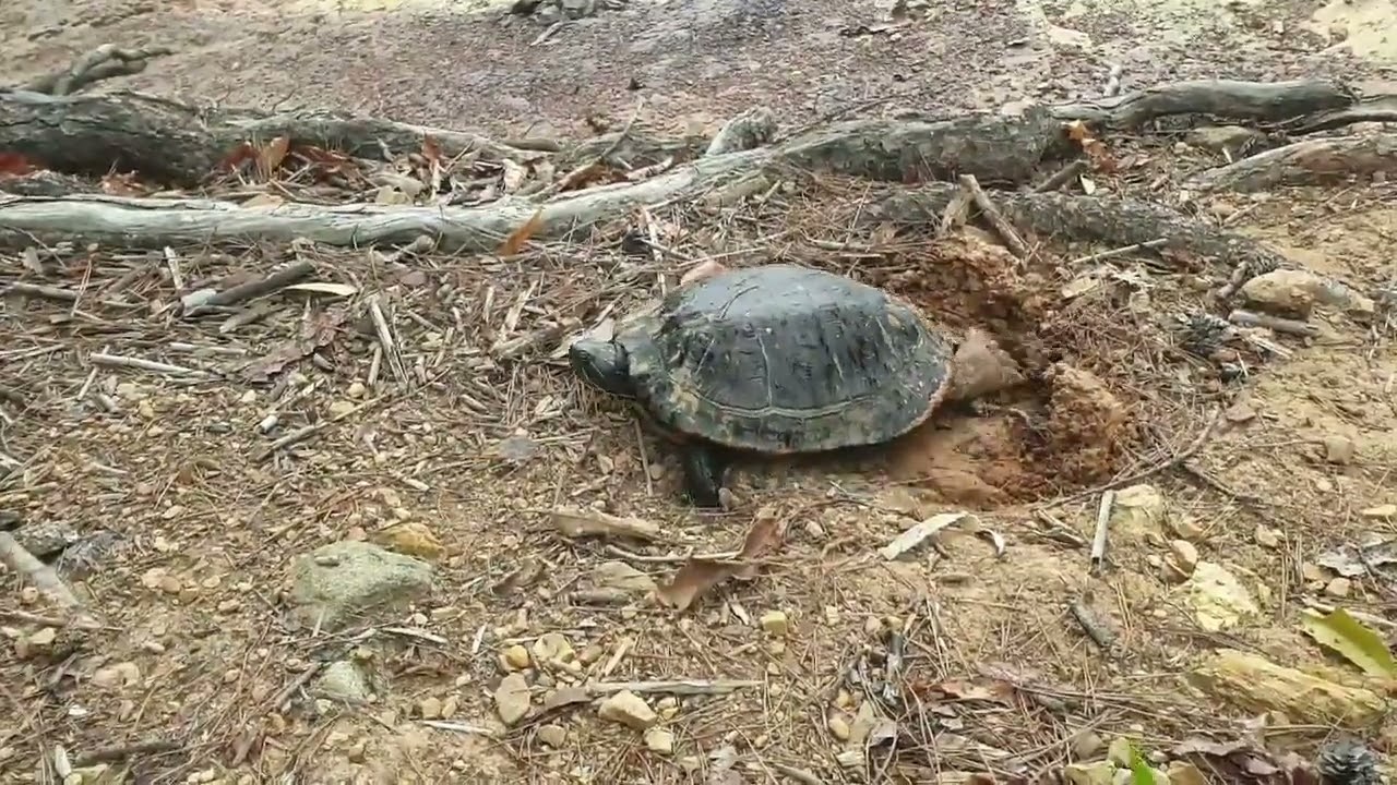 Turtle egg Jinju 3 4   Join