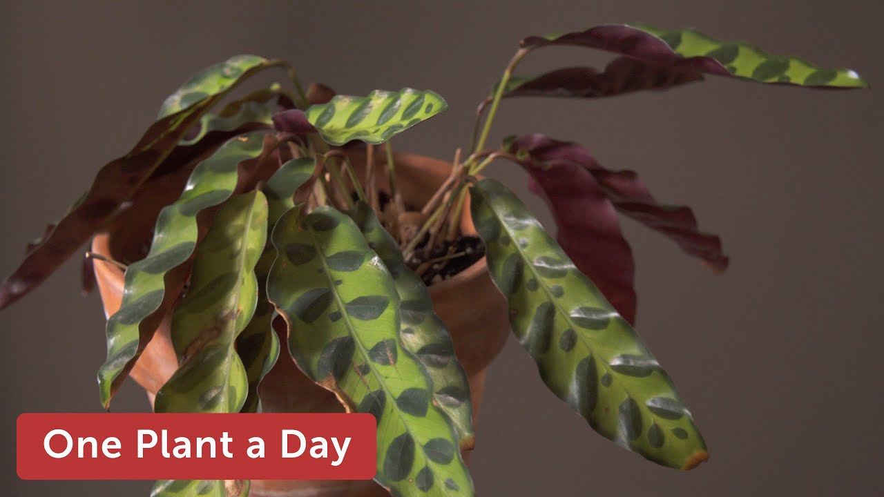 Goeppertia insignis (Rattlesnake Calathea) Houseplant Care — 156 of 365