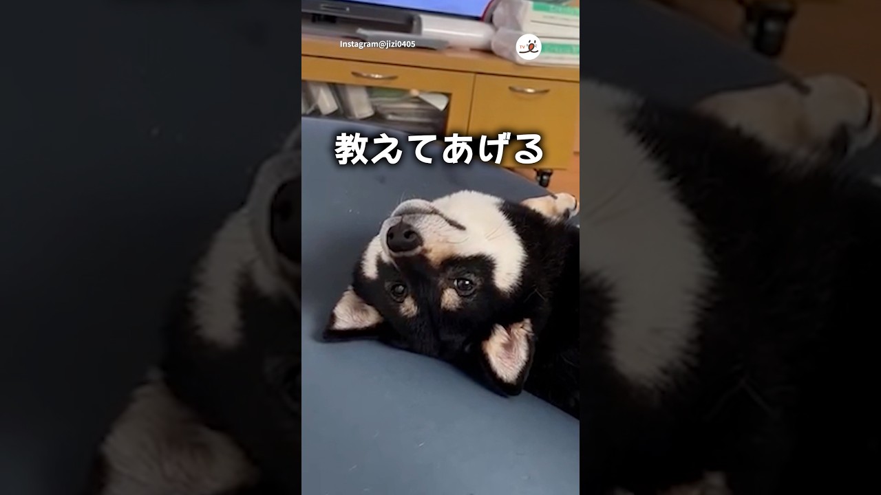 【柴犬】とっておきの秘密｜PECO