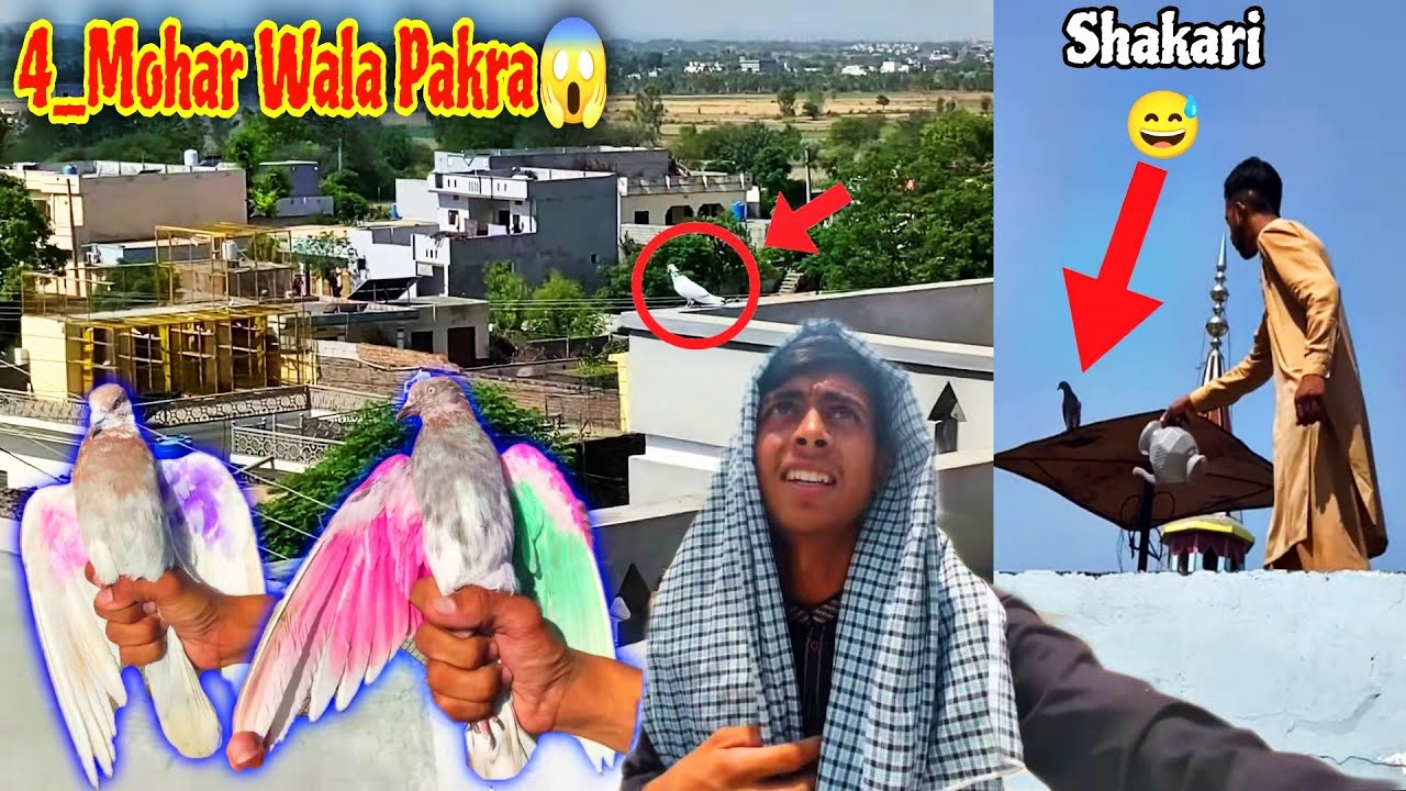1_Indian Surha 3_Mohar wala Kabutr Pakra🔥 کسی کا ڈبل مہر طوفان ⛈️ میں پکڑا