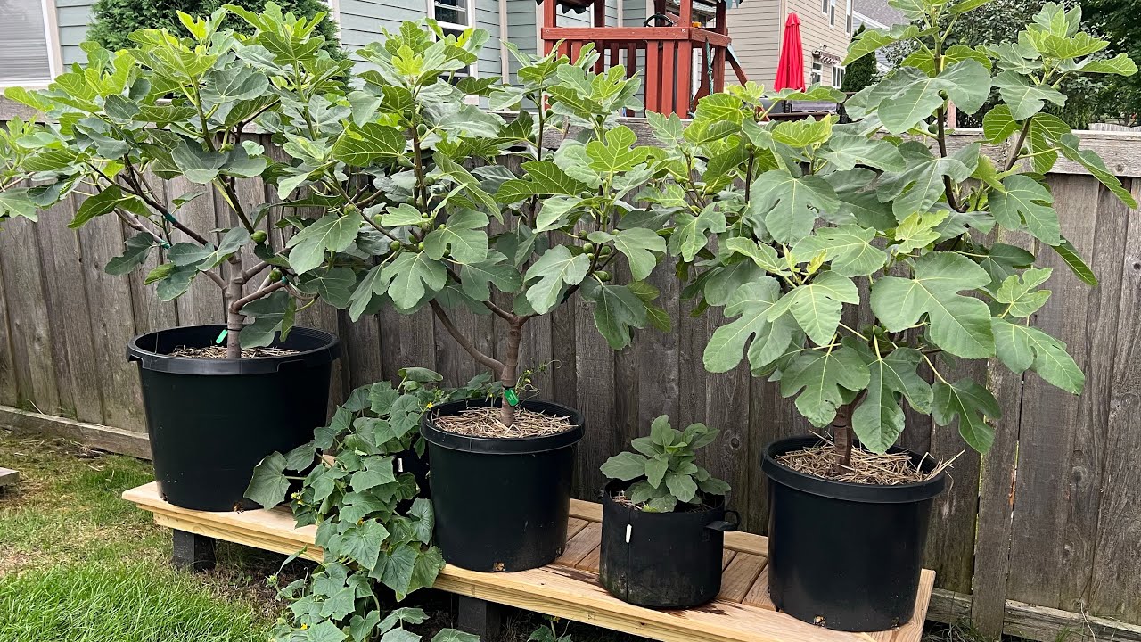 QUICK TOUR: Been too long… // ESPALIER update // #figs #organicgardening