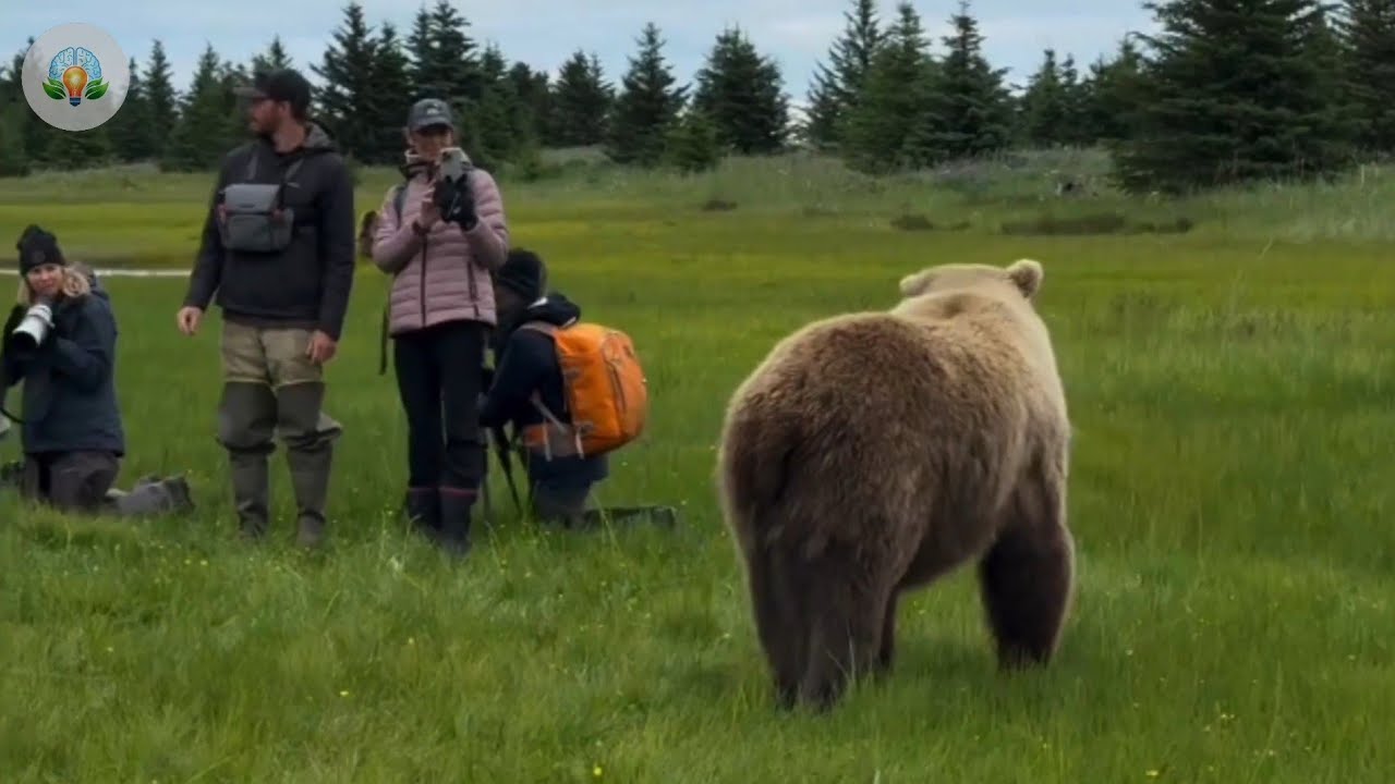 Dangerous Bear Encounters Caught on Camera 😱