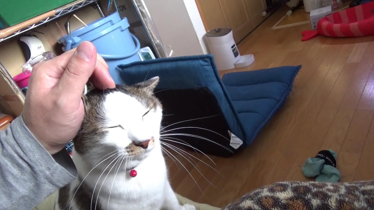 座椅子を吹っ飛ばした事などなかったことにする猫