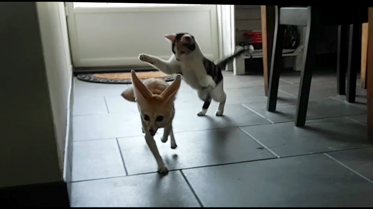 Jumpy Fennec and Playing Tag with the Cat