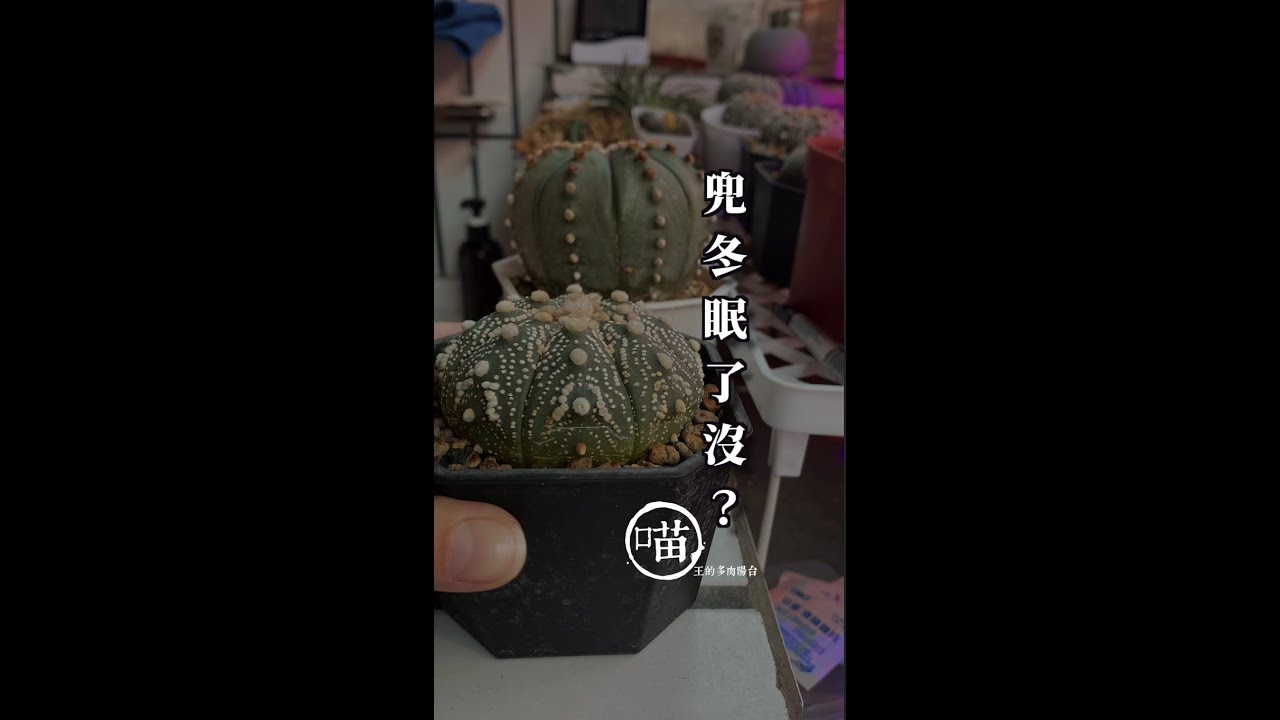 喵王的多肉陽台-兜怎麼看他休眠了沒？冬天怎麼澆水？