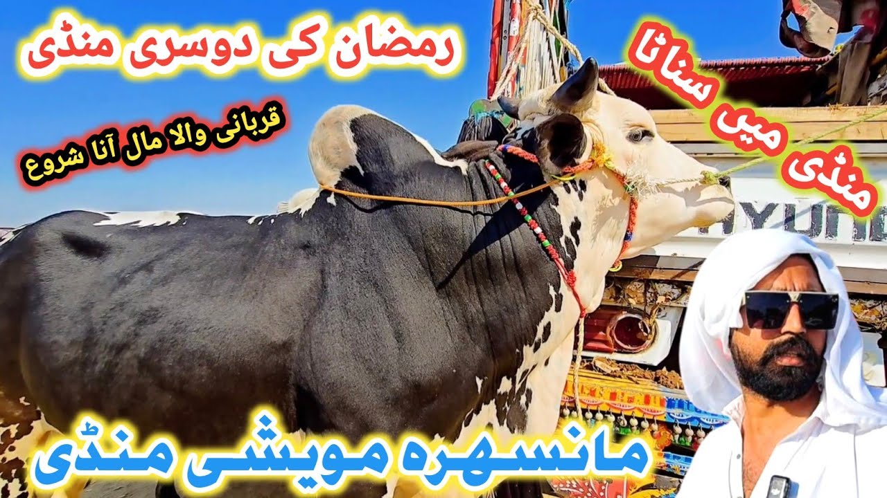 Ramzan Second Mansehra Mawashi Mandi  Latest Update | Desi & Fathagunji Bulls Update #mansehramandi 