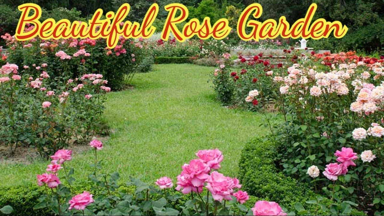The Most Beautiful Rose Garden| Relaxing Garden Tour| Summer Flower Tour| Garden Tour