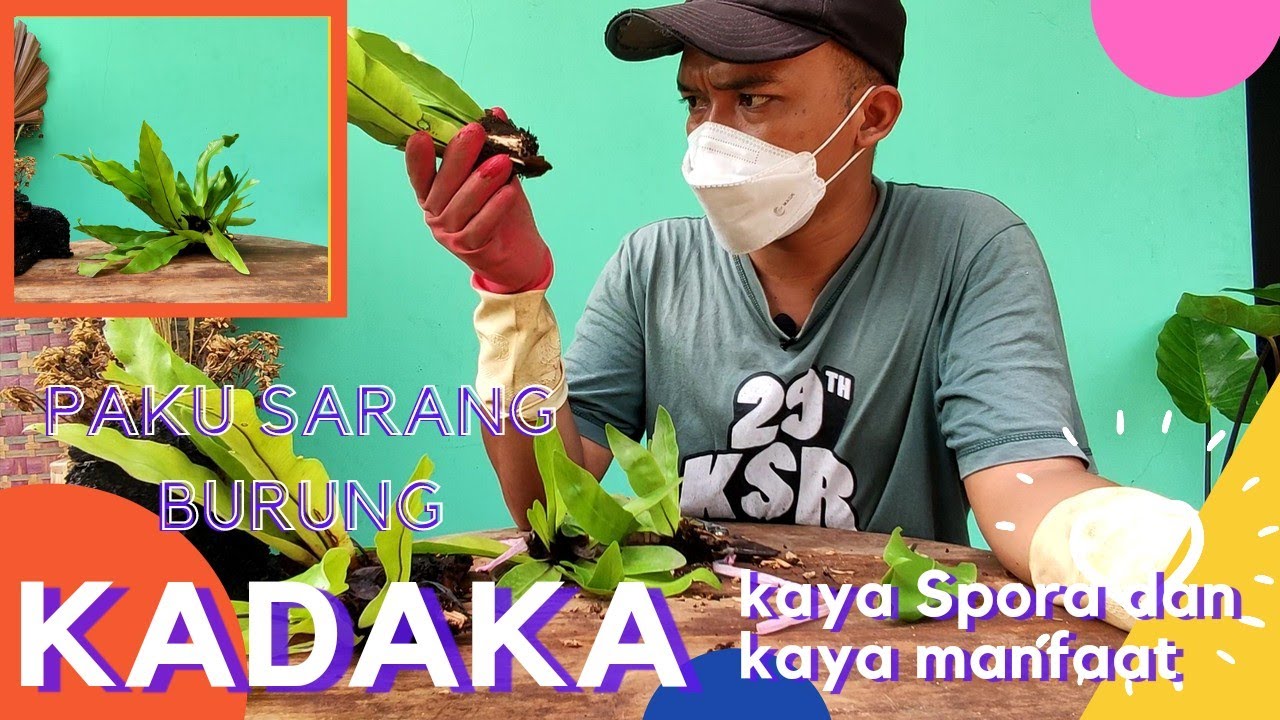 tips MERAWAT KADAKA / PAKU SARANG BURUNG (epifit)
