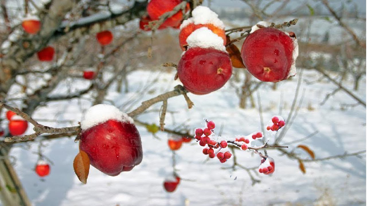 World's Most Expensive Honey Apple - Amazing Japan Sun Apple Agriculture Technology Farm