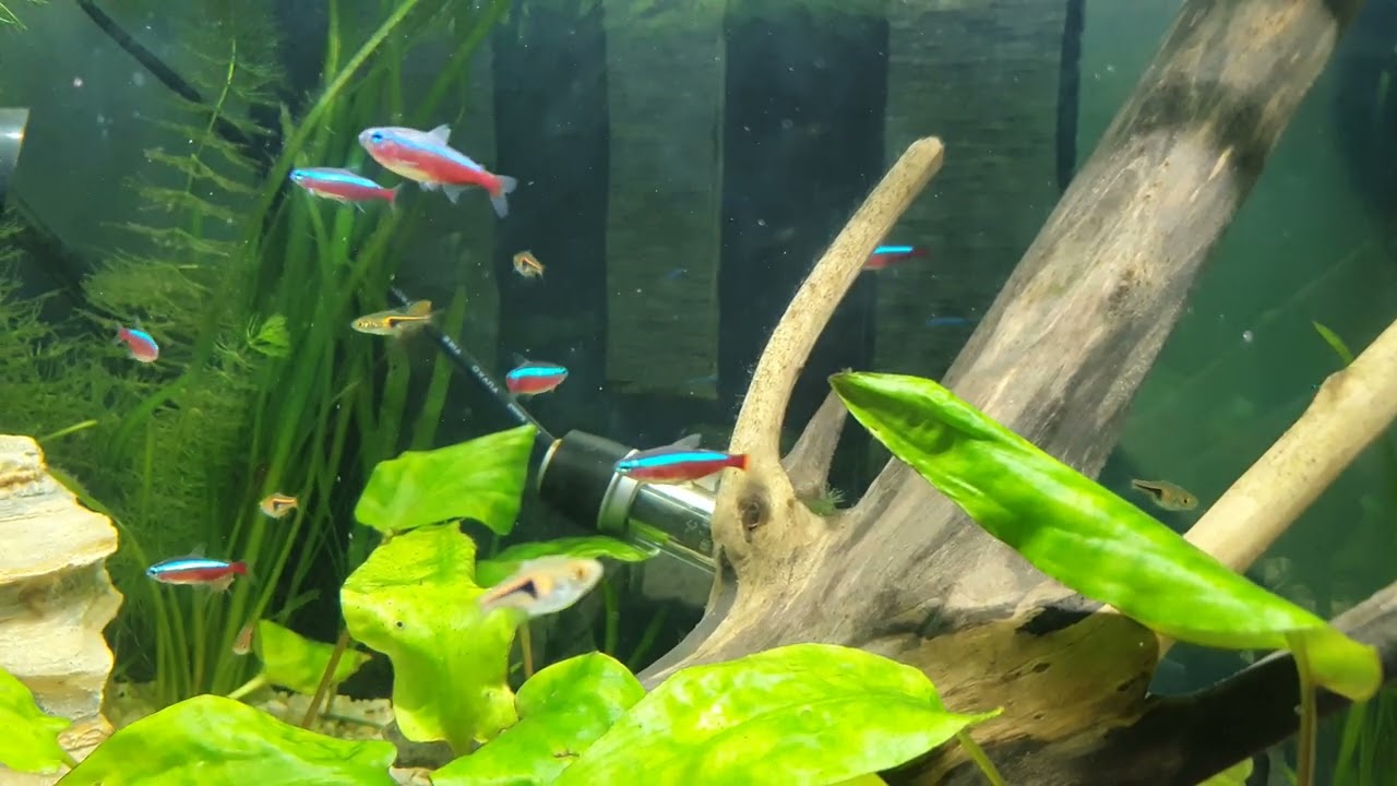 Espei Rasboras and Cardinal Tetras 🌿 in 4K 60fps | 66L Planted Aquarium