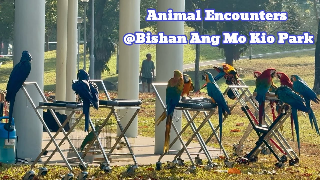 Animal Encounters at Bishan Ang Mo Kio Park