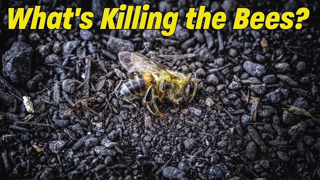 Massive Bee Die Off, What's Killing the Bees?