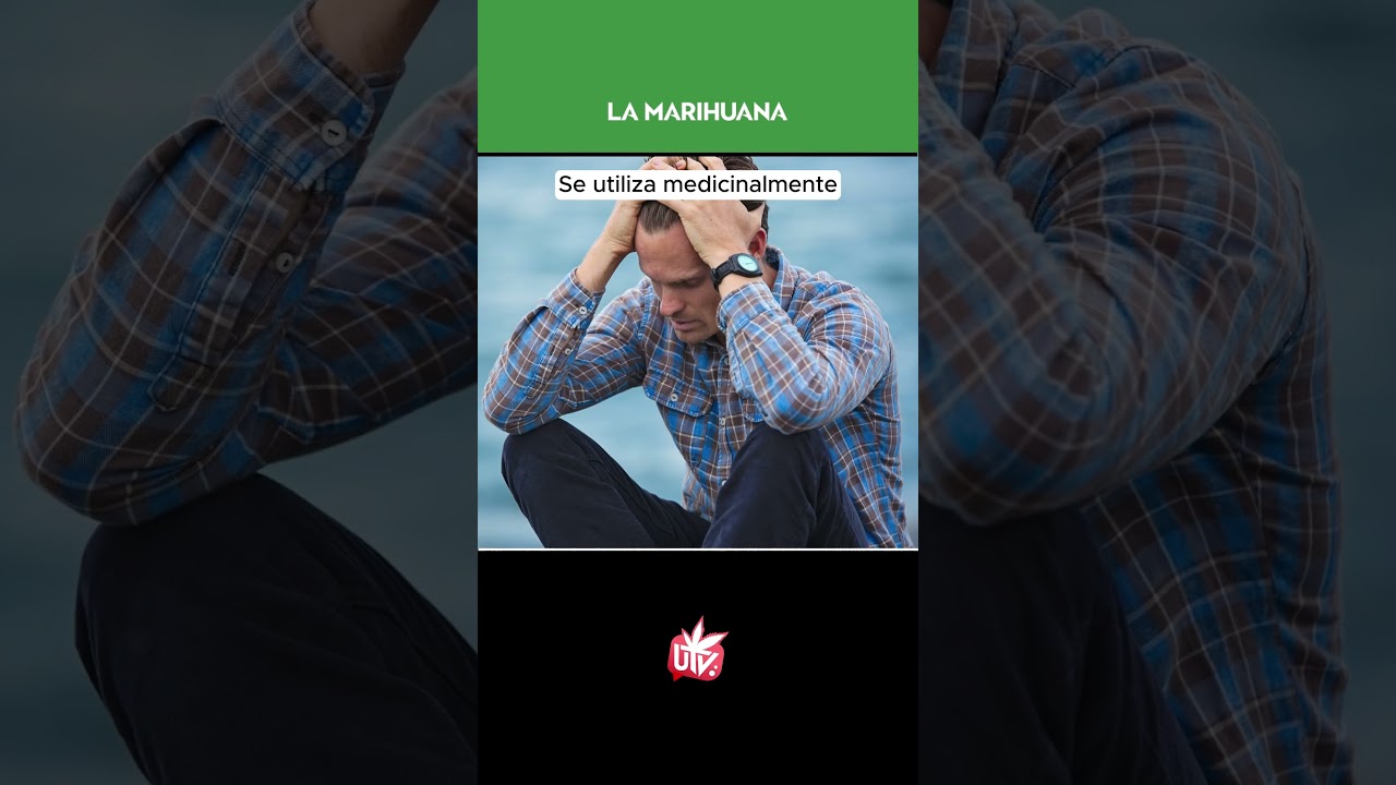 Variedades de leyenda: GOD&rsquo;S PUSSY WEED