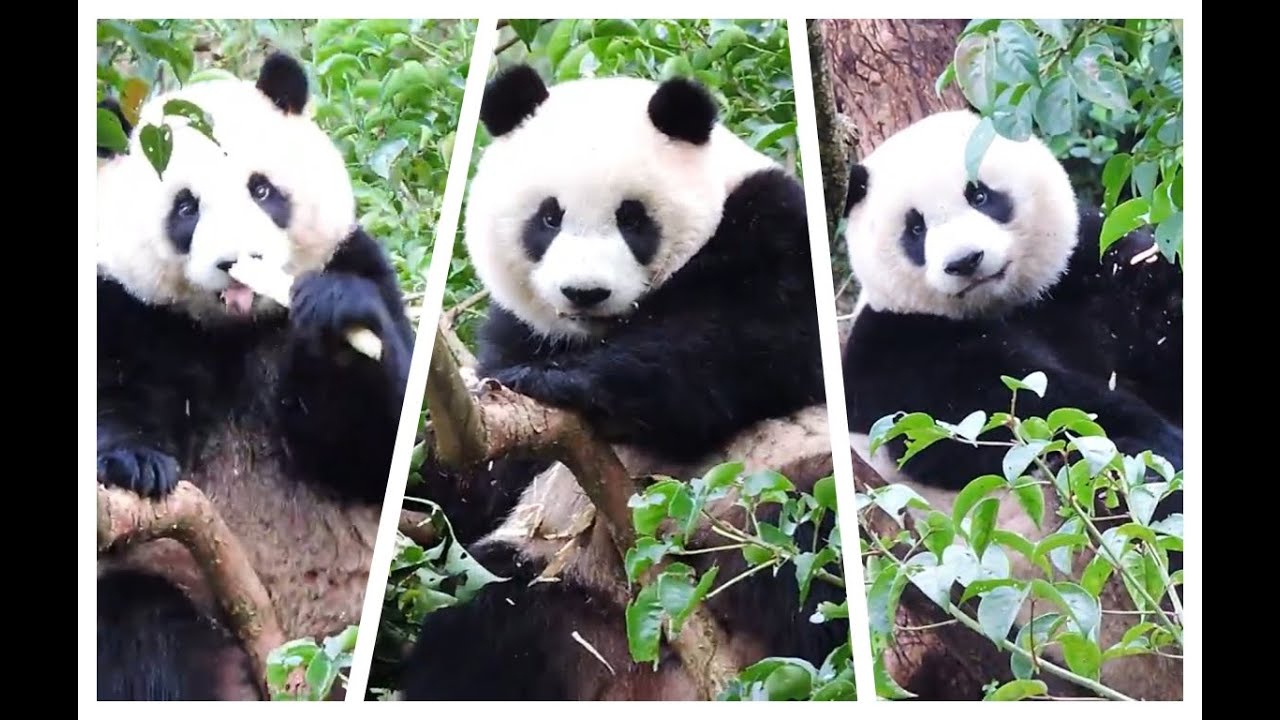 20160131-5 圓仔茄苳打野味 精挑細選求對胃 Giant Panda Yuan Zai