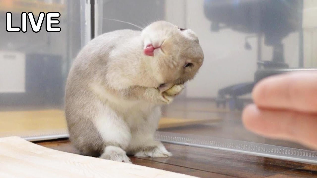 少しずつ慣れてきたうさぎのぽぽちゃんと飼い主のお祝い生放送（多分ハプニングあり）