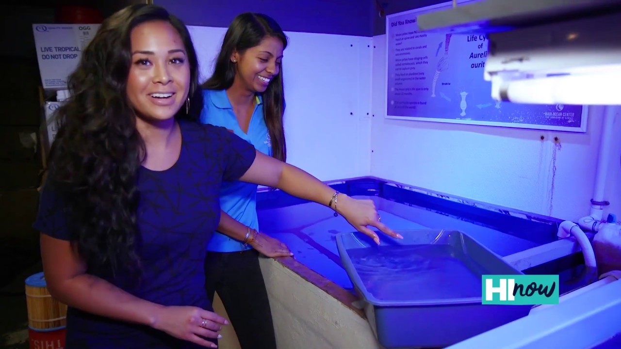 Learn about Hawaii&rsquo;s marine life behind-the-scenes at Maui Ocean Center (HI Now)