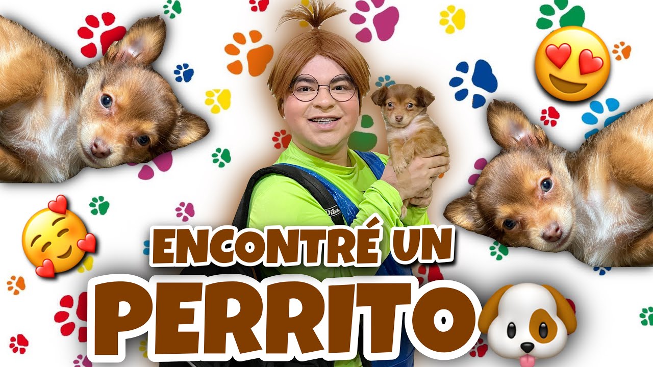 MEME ENCONTRÓ UN PERRITO EN SU ESCUELA / MASCOTA NUEVA / EL COMPAÑERO NO QUIERE AL PERRITO