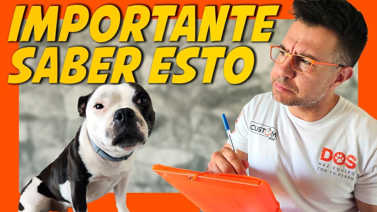 ANTES DE TENER PERRO, MIRA ESTO | 10 Claves Esenciales