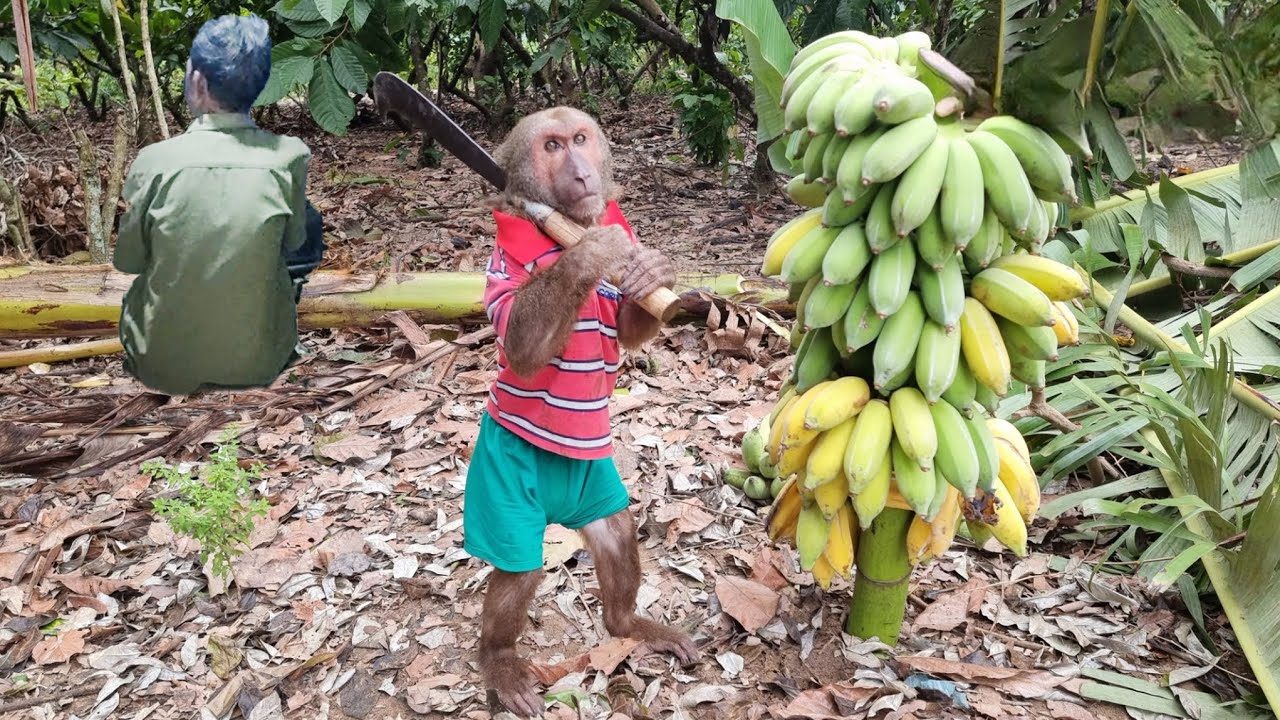 Touchingly ABU Harvests Bananas To Feed Blind People