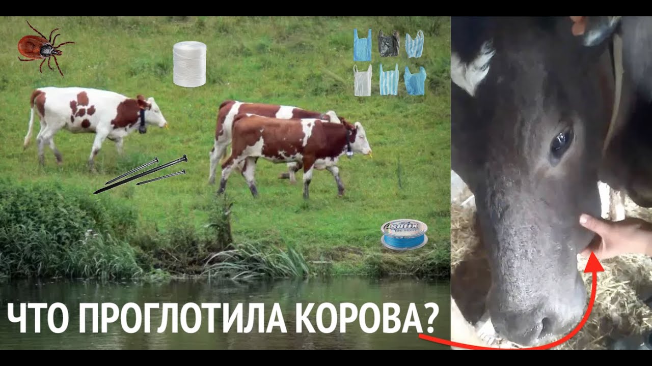 ЧТО НАШЛИ НА ЯЗЫКЕ У КОРОВЫ? ЗА СУТКИ ОТЕКЛО ПОДЧЕЛЮСТНОЕ ПРОСТРАНСТВО И ПЕРЕСТАЛА ЕСТЬ