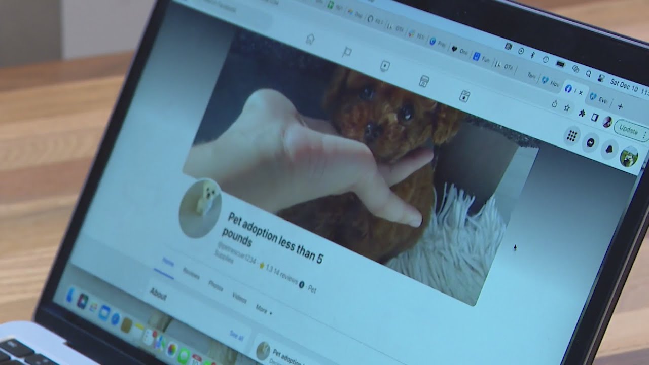 Be on the lookout for this pet adoption scam around the holidays