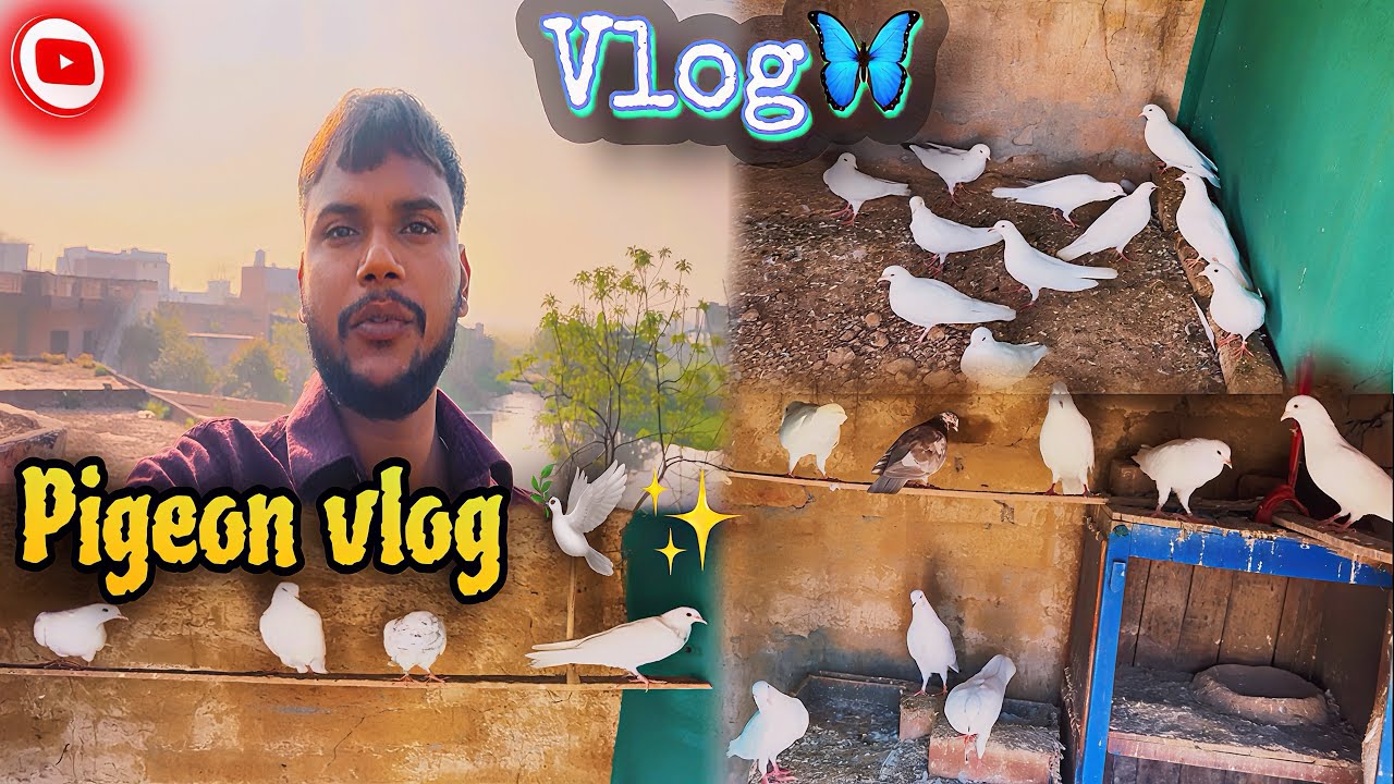 My Beautiful White Pigeons 🕊️ || Vlog 😊