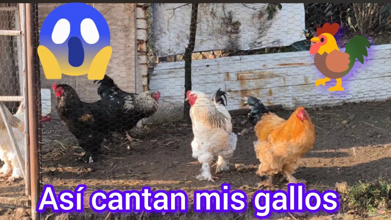🛑FELICIA, SOL Y COQUETA nuevos nombres para los GALLINAS moví de lugar a los pollos, mis DINOSAURIOS