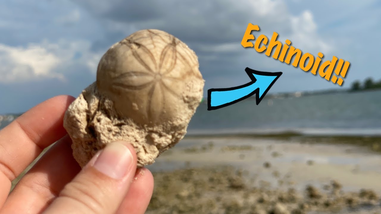 Fossil Collecting JUL 08 and 10, 2021: Echinoid Hunting Continues (Part 2)