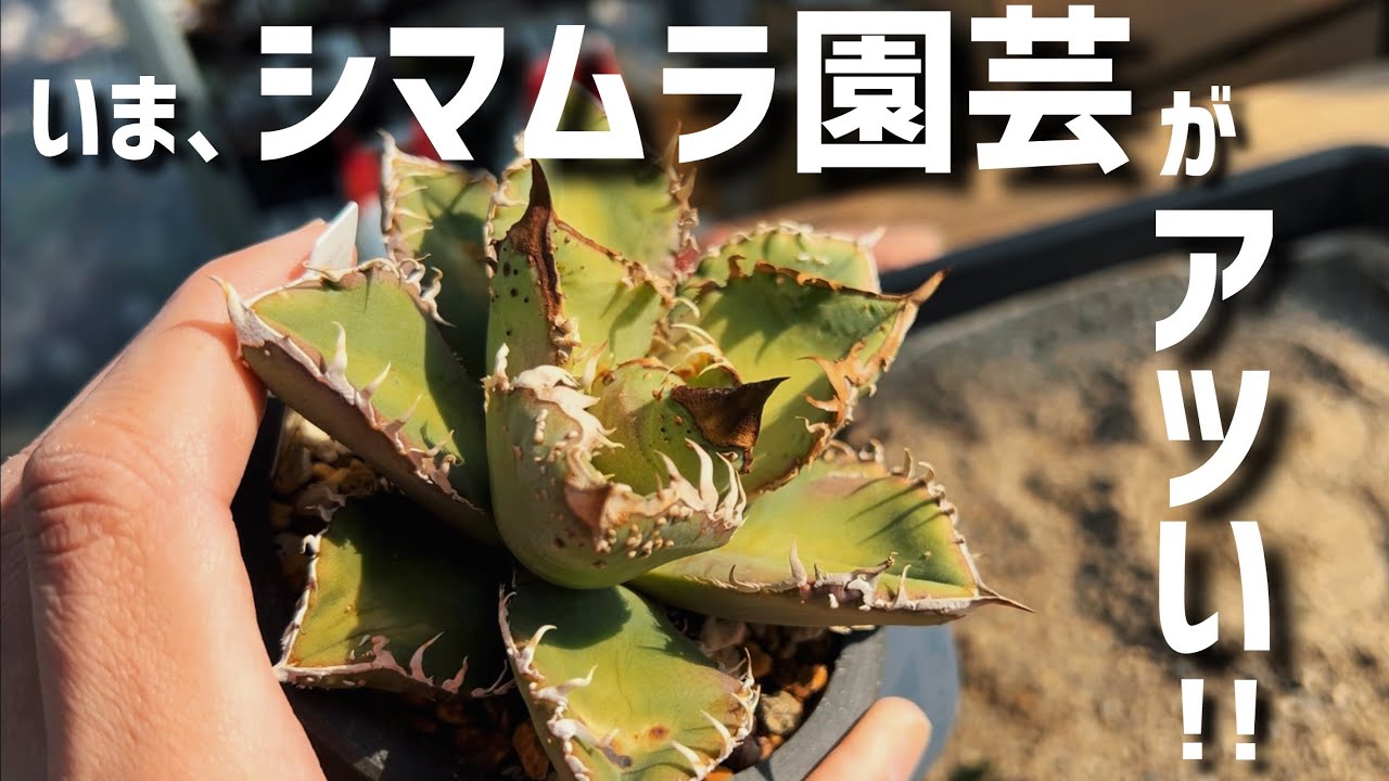 シマムラ園芸のアガベが凄すぎる件‼︎‼︎‼︎