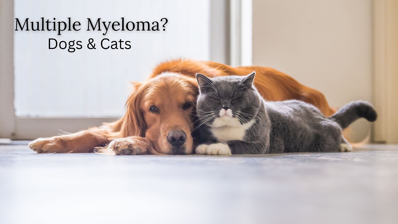 Canine & Feline Multiple Myeloma: Diagnosis, Treatment & Life Expectancy