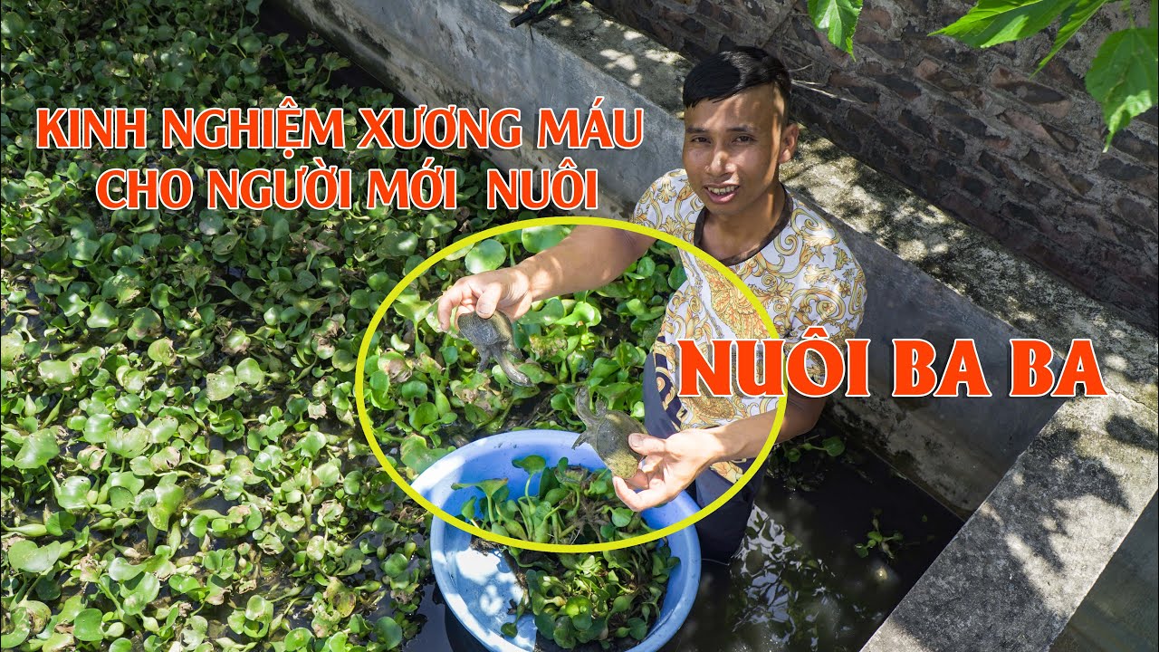 Nuôi ba ba có khó không?  Chia sẻ kỹ thuật nuôi baba chi tiết từ A - Z