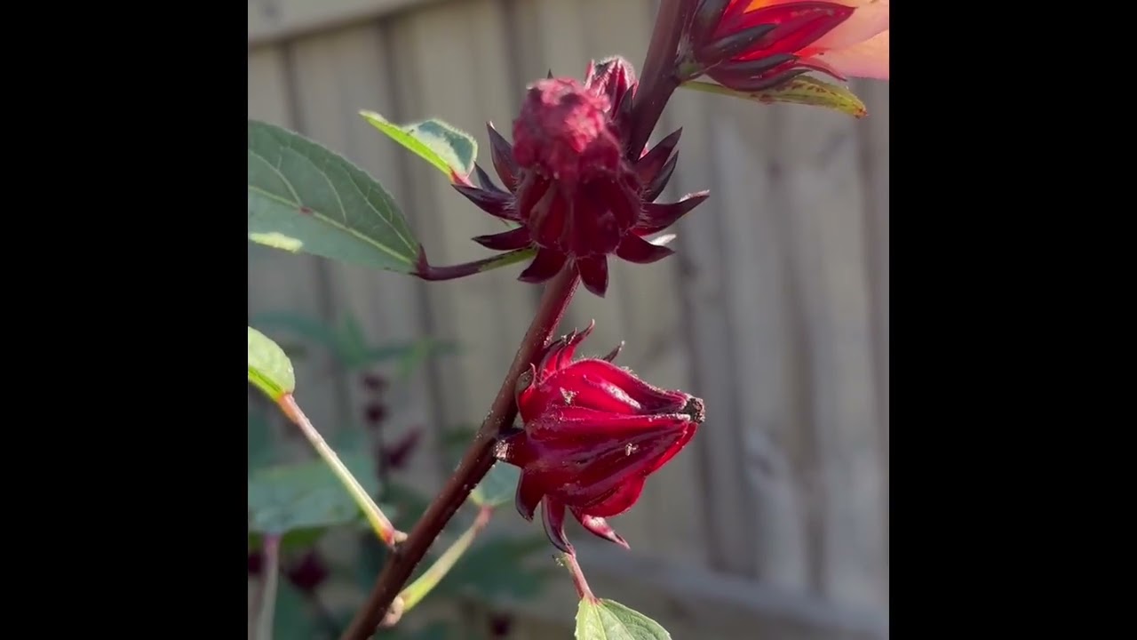 Growing Florida Cranberries