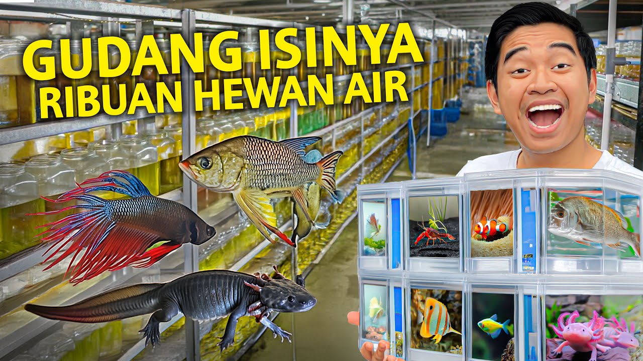 GUDANG INI ISINYA RIBUAN HEWAN AIR! SETIAP POJOK ISINYA HEWAN! BETTA FISH, AXOLOLT DLL!