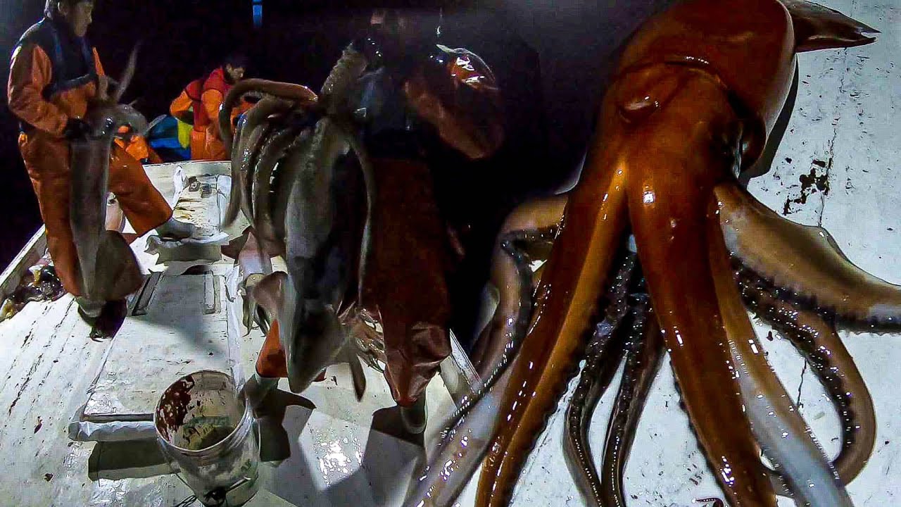 increible Video! Pesca Calamares (Pota) Gigantes de noche