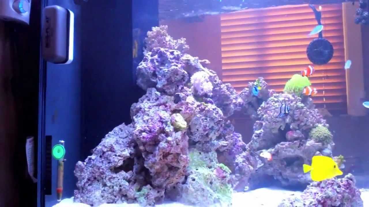 50 Gallon Reef Cube