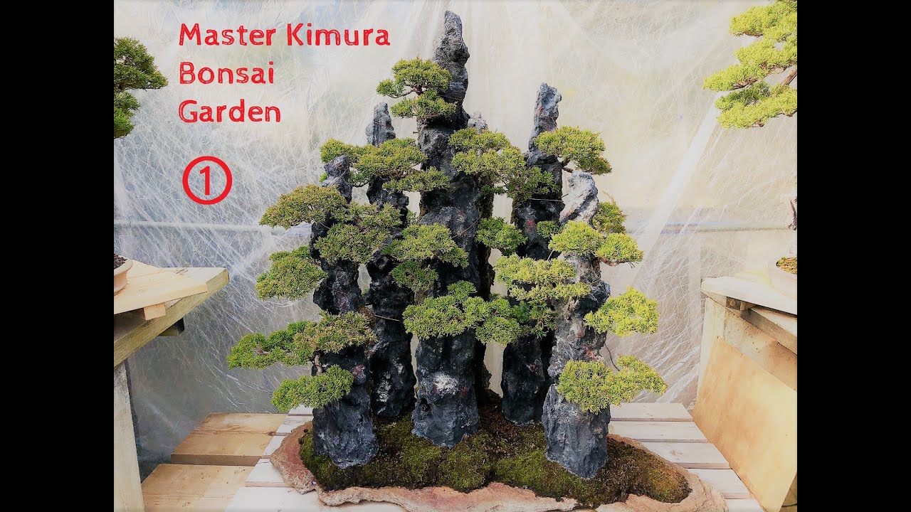 Pt. ① Master Masahiko Kimura's Bonsai Garden 2019