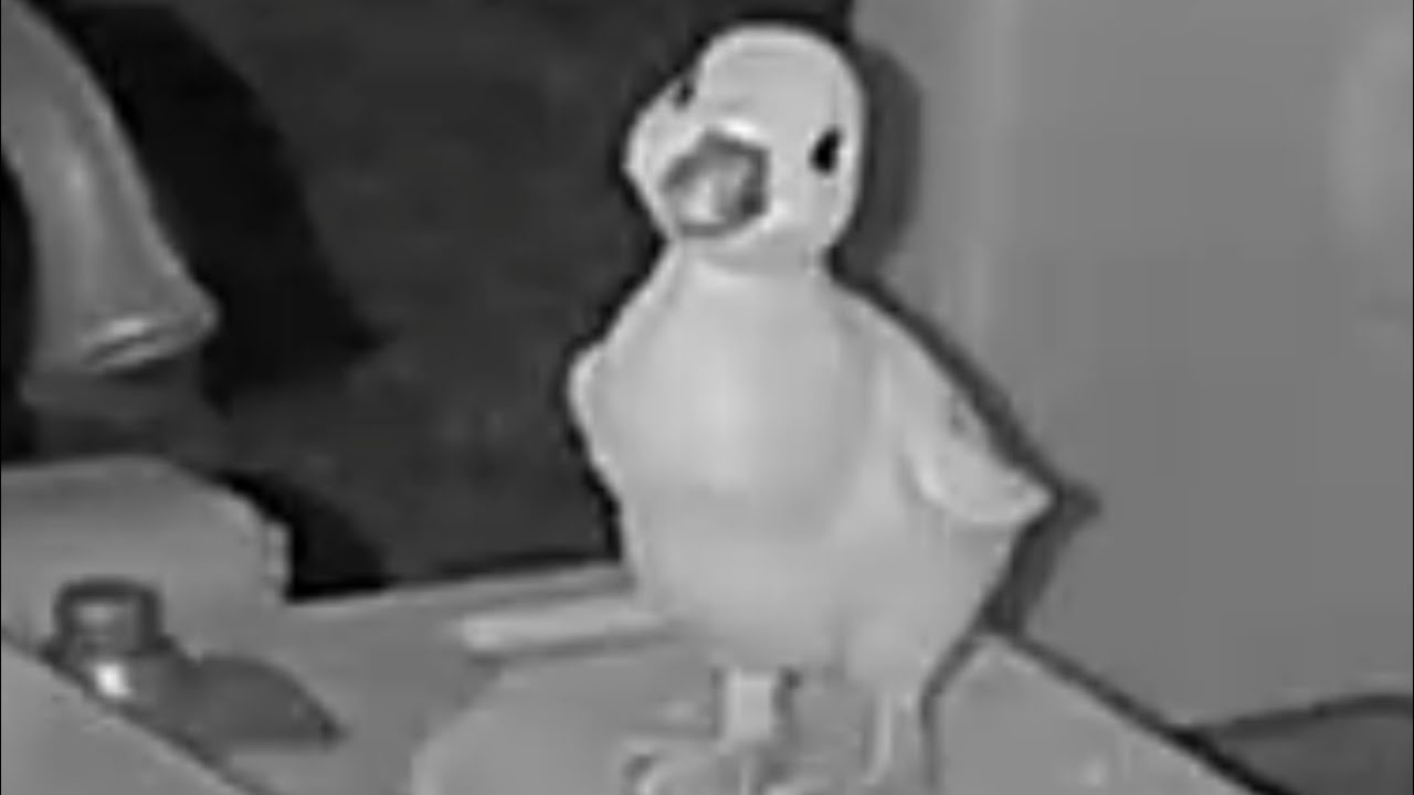 Part 3 of our Wild Animals Cam 