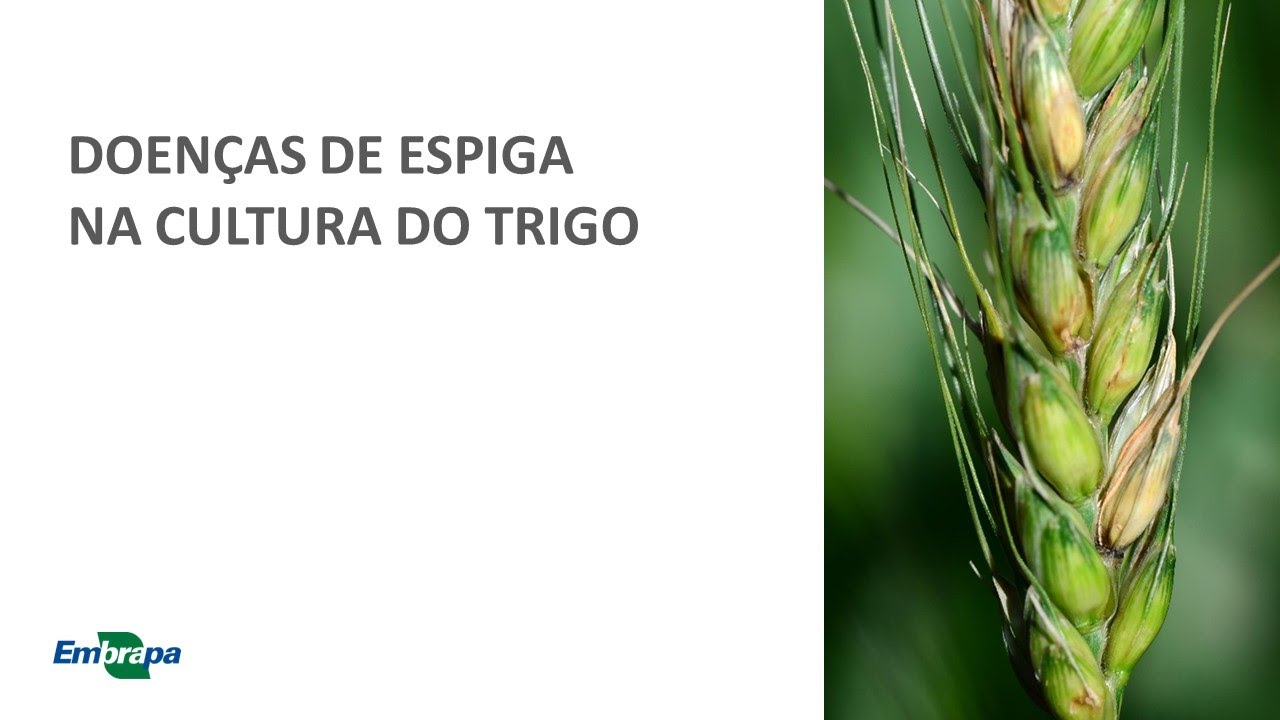 TRIGO - DOENÇAS DE ESPIGA