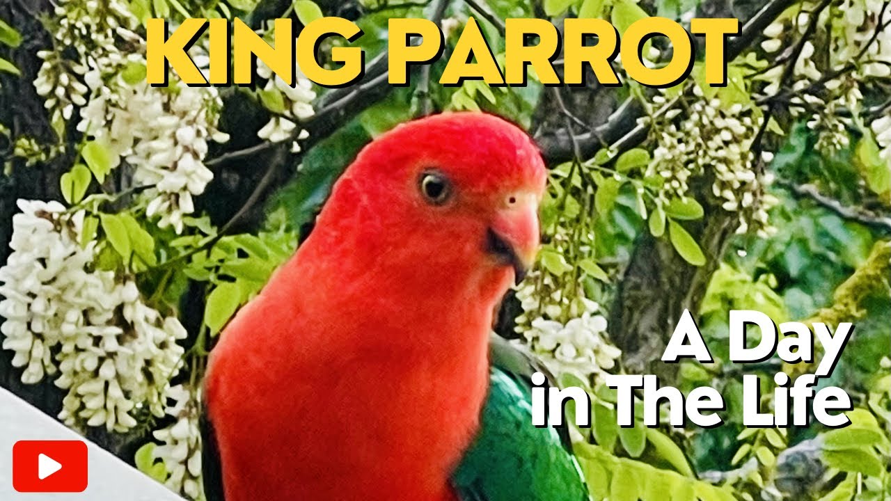KING PARROT CALL| Discover a Day in the Life! #birds #parrot #birdsounds