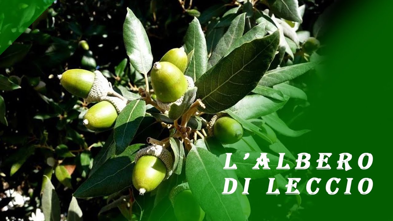 Albero del Leccio e Alchermes - Erbe del delta