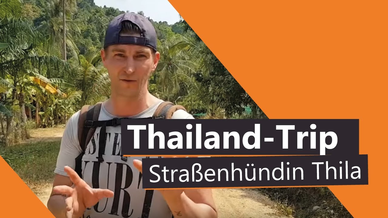 Straßenhunde in Thailand: Straßenhund folgt mir weil er Schutz bekommt (Teil 2)