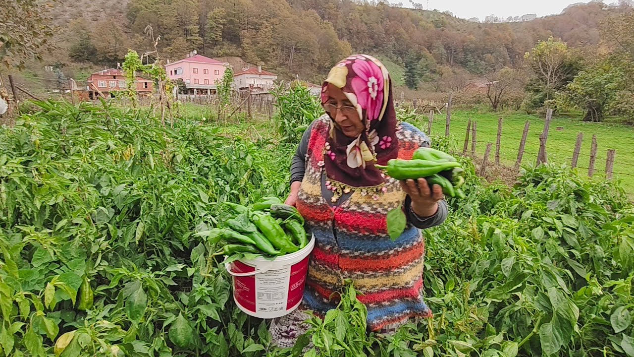🌶️ Sonbaharda Kova Kova Biber Topladık! Köyde Doğal Yaşam | Karadeniz Vlog
