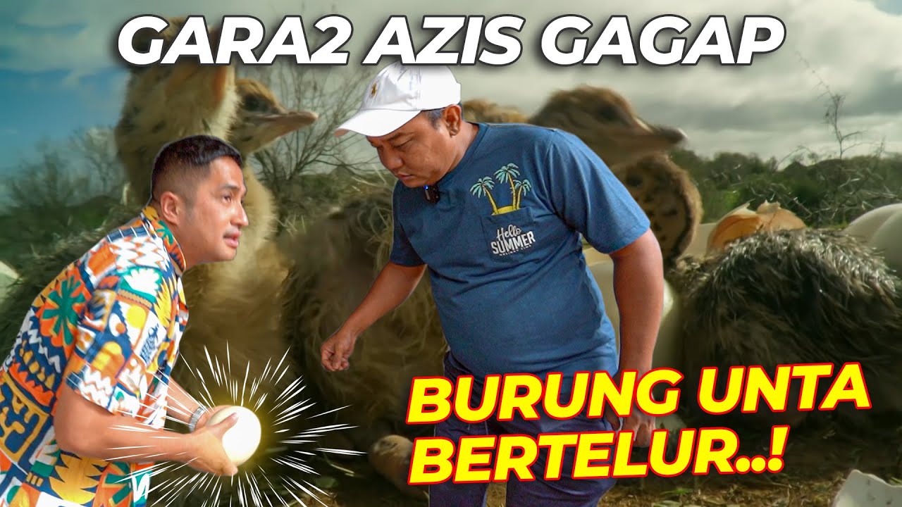 MASYA ALLAH, ADA AZIS GAGAP DATENG BURUNG UNTA GW BERTELUR..❗❗